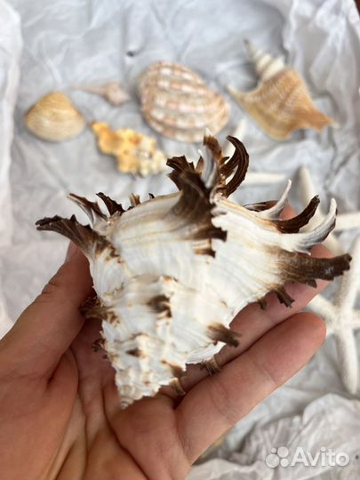 Набор ракушек