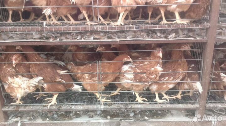 Куры,утки,гуси,бройлера