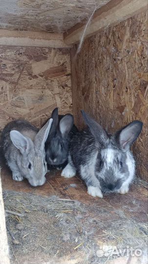 Кролик на разведение