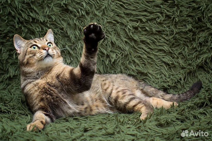 Кот -Барон ищет дом в дар в добрые руки