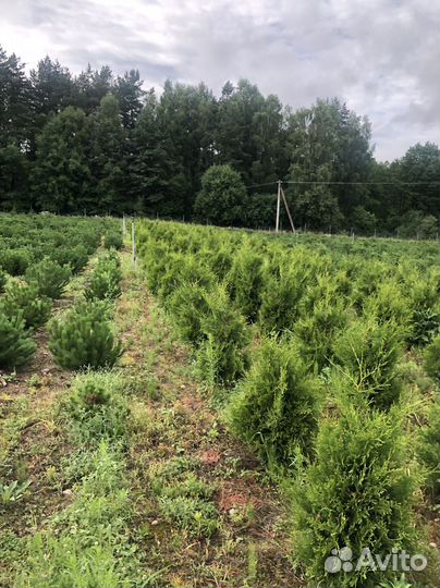 Туя 100см