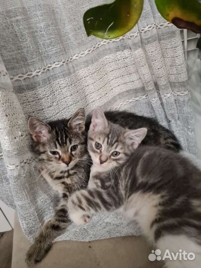 Котята в добрые руки бесплатно