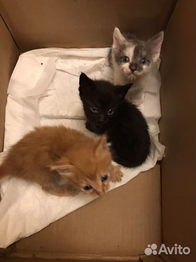 Котята в добрые руки