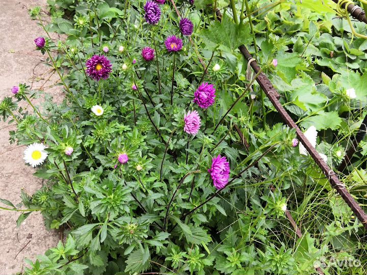 Букет из астры