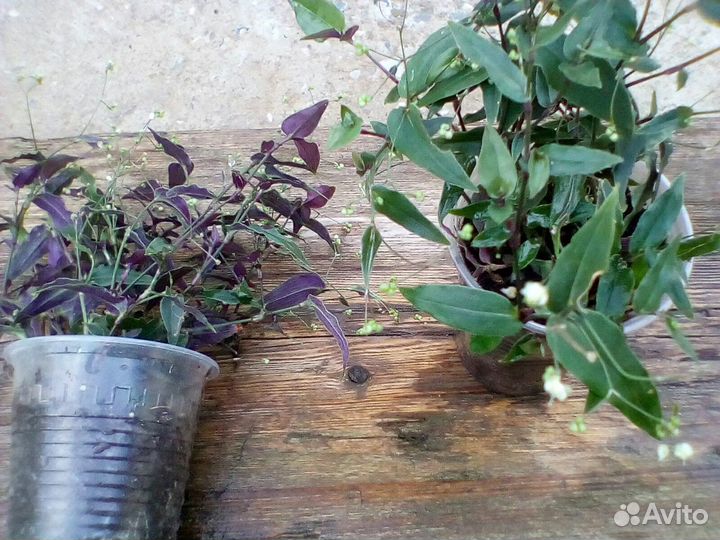 Цветочки Фата невесты,Элегант, острый перчик