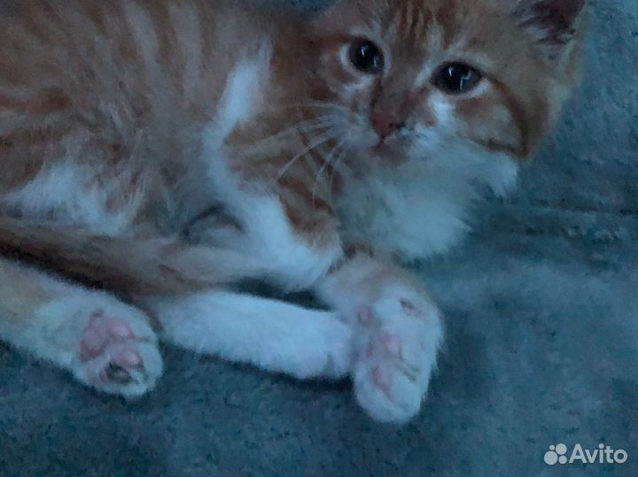 Рыжий котенок в добрые руки бесплатно