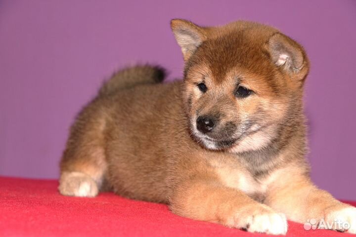 Красавцы сиба