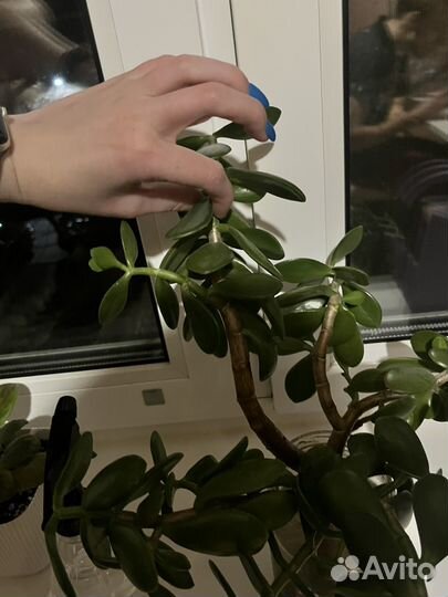 Толстянка отростки