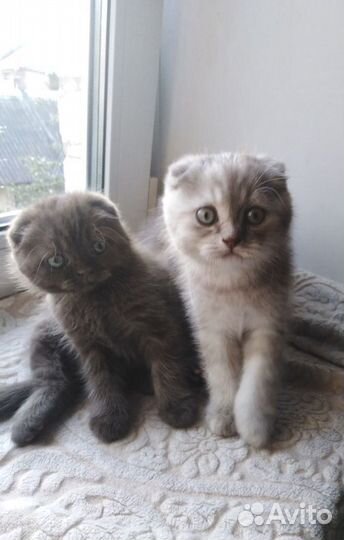 Британские котята