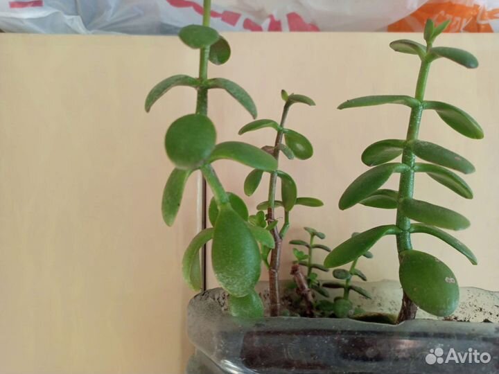 Комнатные цветы