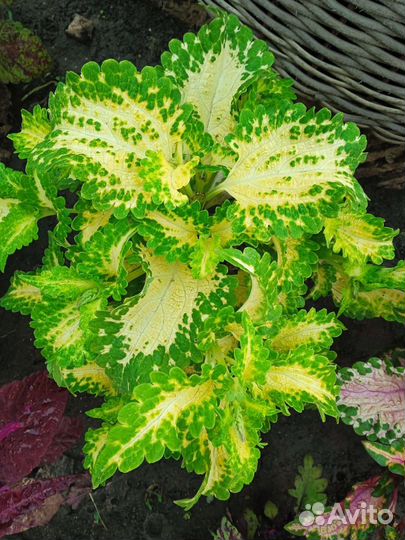 Колеусы (новые сорта) 1 часть