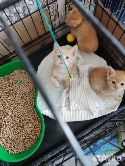 Рыжие котята 6 недель