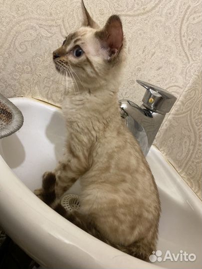 Бенгальская Милашка