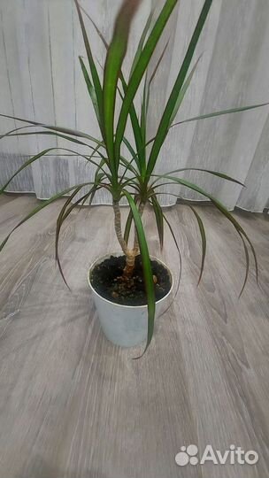 Комнатные растения цветы