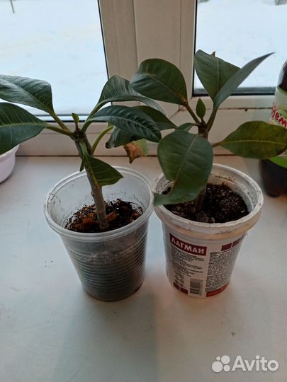 Плюмерия франжепани