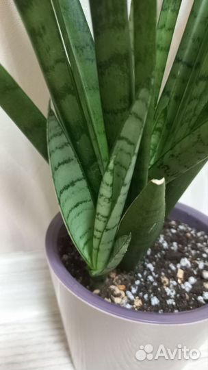 Сансивиерии сортовые