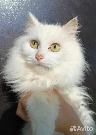 В добрые руки котик