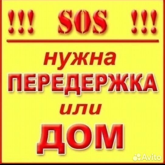 Котик Ушко и его судьба