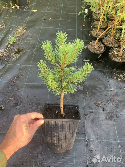 Сосна горная Мопс (Mops)