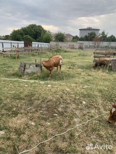 Продаю скот