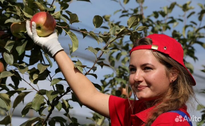 Работник по сборке яблок в саду. Вахта