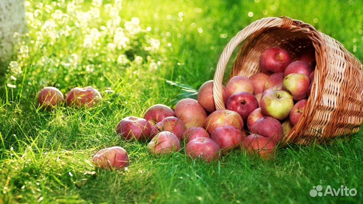 Сборщик вахта