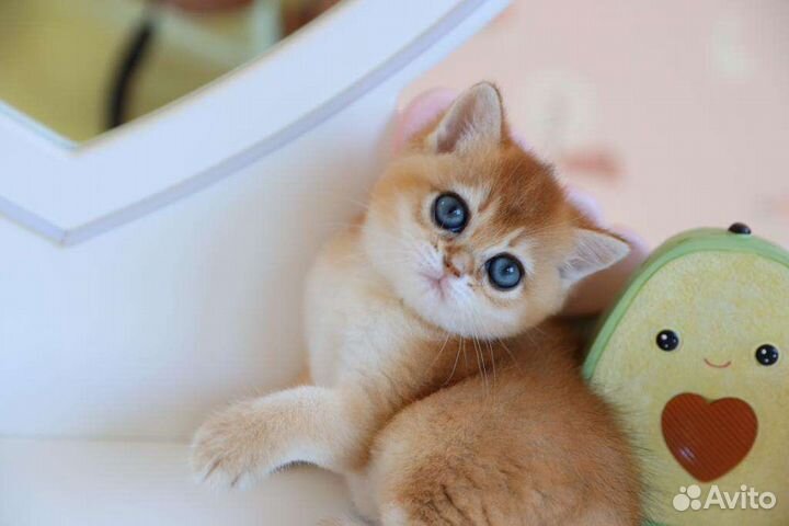 Золотая девочка британочка