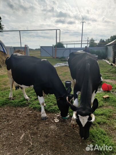 Продам 2 коровы