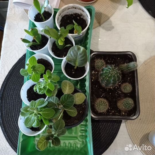 Мята фиалка декабрист Кактус