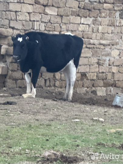 Телки на донаращивание