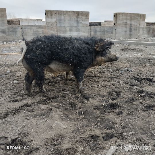 Хряк Мангалица