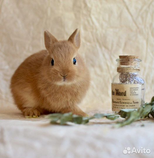 Мини карликовые кролики от Оли