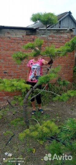 Павлония, Трапезунд, Жасмин, ива,черноплодка