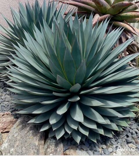 Агава голубая