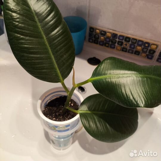 Фикус каучуконосный