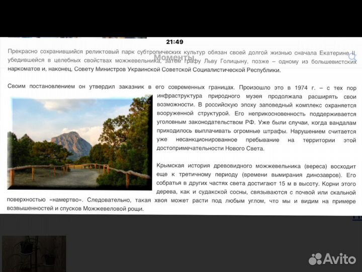 Подсвечник,реликтовый можжевельник