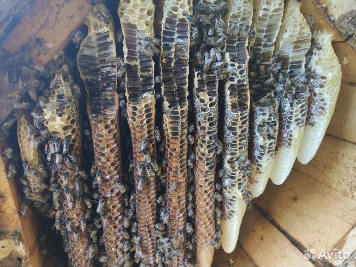 Алтайский дикий бортевой мед