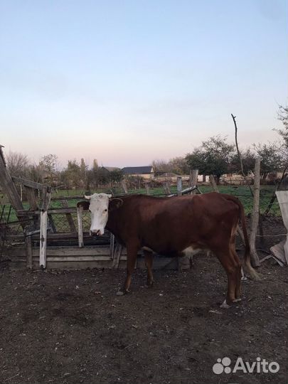 Корова телка