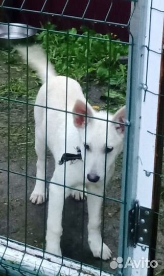 Отдам бесплатно щенки метисы