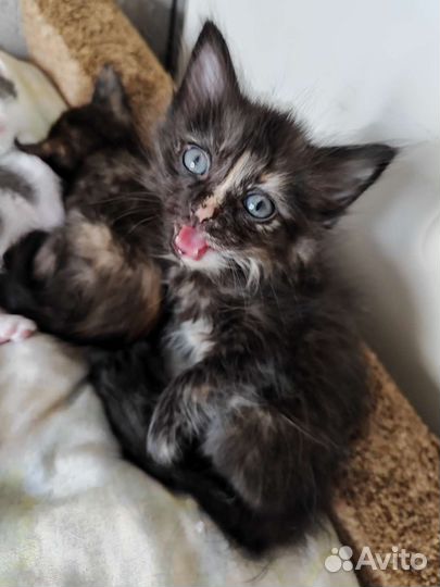 Кошка в дар