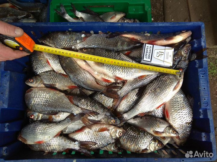 Свежая рыба
