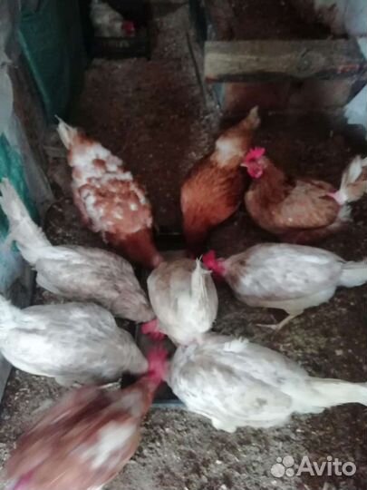 Куры несушки