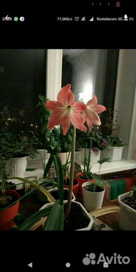 Гиппеаструм