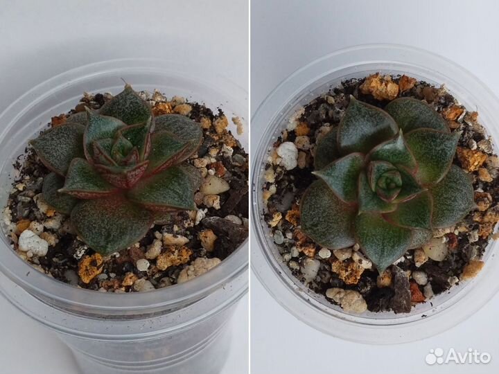 Суккуленты