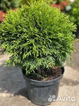 Туя шаровидная Даника / Саженцы туи