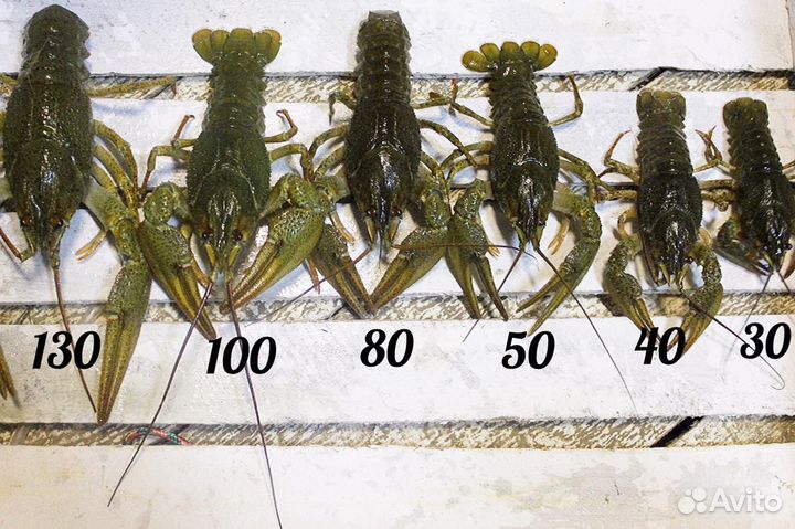 Раки живые и вареные в наличии