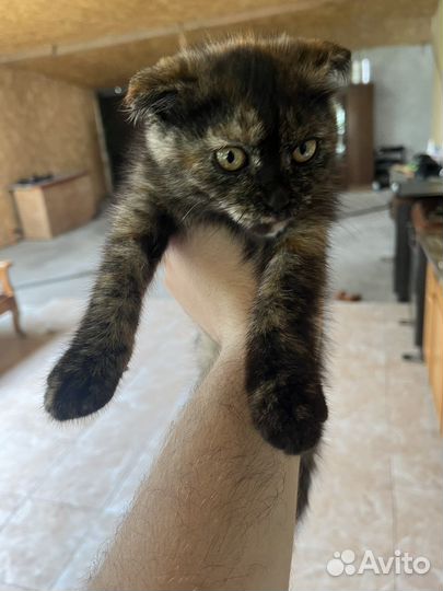 Вислоухие котята в добрые руки