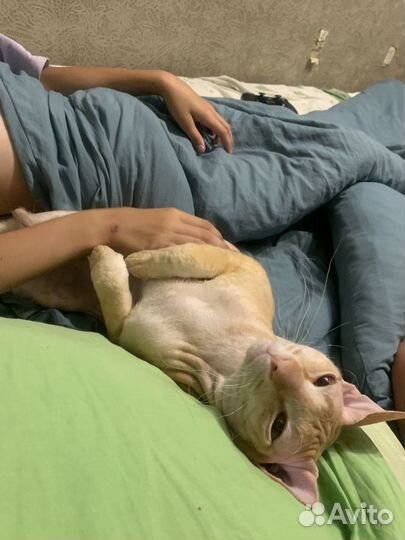 Донской сфинкс вязка