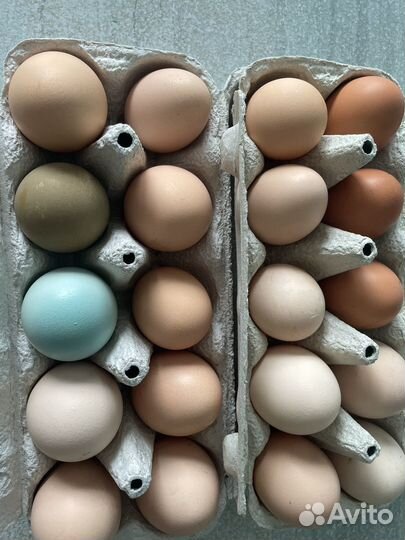 Яйца на инкубацию