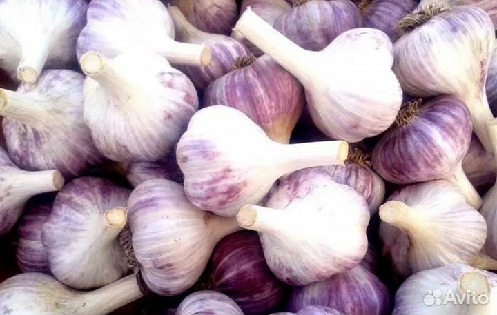 Продаю чеснок